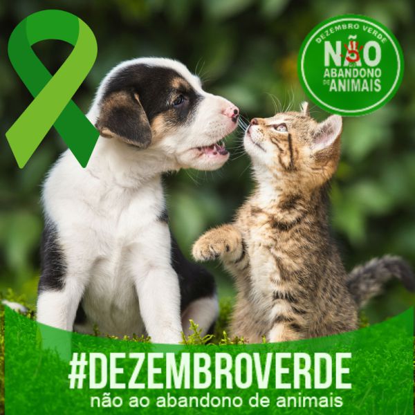 Balneário Camboriú Abandono de animais
