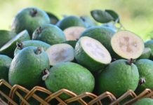 Fruta nativa do Sul do Brasil, goiaba-serrana encerra colheita em Santa Catarina neste mês