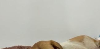 Atendimento do DABA de Itapema salva cão atropelado na BR-101 após recusa de socorro