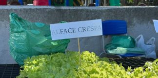 Programa Horta Comunitária e Familiar disponibiliza mudas gratuitas para a população de Itapema