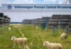 Em vez de robôs, Volkswagen ‘contrata’ 100 ovelhas para resolver problema em 31 mil painéis solares que humanos não conseguem