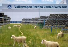 Em vez de robôs, Volkswagen ‘contrata’ 100 ovelhas para resolver problema em 31 mil painéis solares que humanos não conseguem