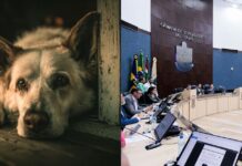 Condenados por maus-tratos serão proibidos de adotar animais e abrir pet shops em cidade de SC